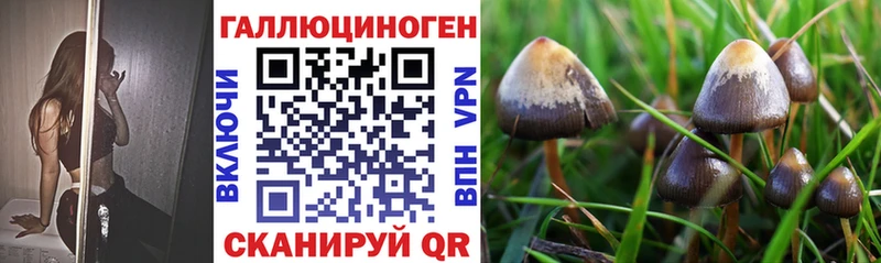 Галлюциногенные грибы Psilocybe Камень-на-Оби